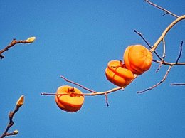 柿子捂霜要密封吗 柿子捂霜是否需要密封