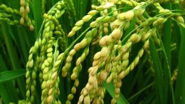 大米是水稻种子的什么 大米是水稻种子的哪一部分