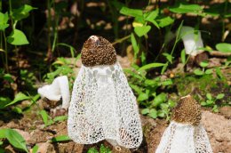 竹荪的伞裙能吃吗 竹荪的伞裙是否能吃