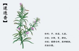 罗勒叶和迷迭香的区别 罗勒叶和迷迭香有什么不同