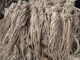 西归是当归吗 西归和当归有什么区别