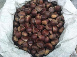 炒板栗可以放到第二天吗 炒板栗能不能放到第二天