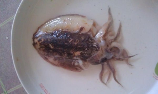 鱿鱼属于什么动物