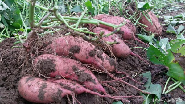 甘薯和红薯有什么区别