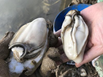 牡蛎和生蚝有什么不同 牡蛎和生蚝的区别有哪些