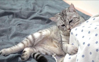 猫咪踩奶是什么意思 猫咪踩奶表达的含义是