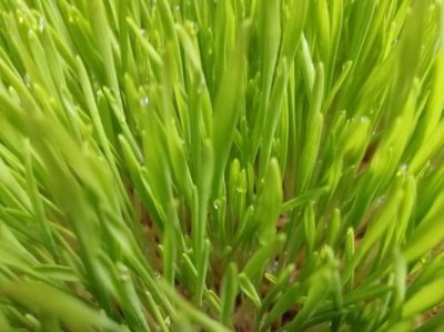 蚊子是趋光还是避光 蚊子趋光性还是避光性