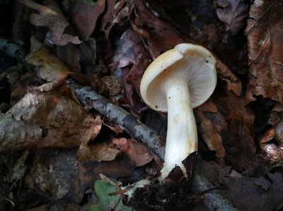 口蘑的柄要去掉吗 口蘑的柄是否要去掉