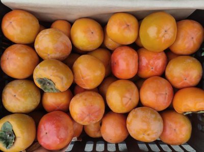 脆柿子麻嘴能吃吗 脆柿子麻嘴是否能吃