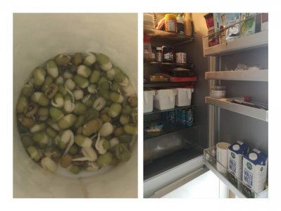 豆芽能放冰箱保鲜吗 黄豆芽是否能放进冰箱保鲜