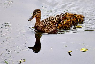 野鸭子是保护动物吗 野鸡野鸭是保护动物吗
