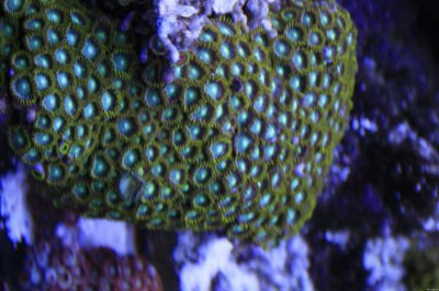 头戴珊瑚帽是什么动物 头戴帽子的动物是什么动物