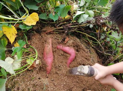 红薯几个月可以收获 红薯种植到收获需要多久