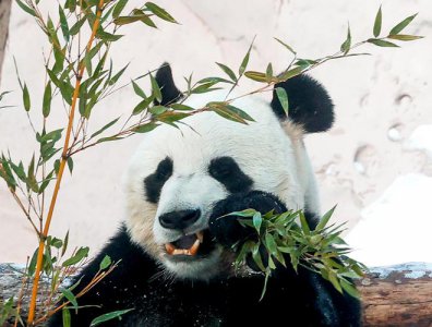 大熊猫喜欢吃竹子的原因 大熊猫为什么喜欢吃竹子？