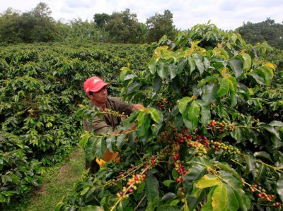 世界上哪个国家最早种植咖啡 世界上最早种植咖啡的国家是？