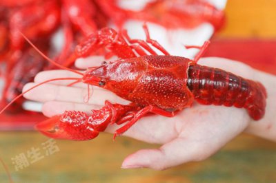 龙虾头里红色的颗粒是什么 龙虾头里红色颗粒状的是什么