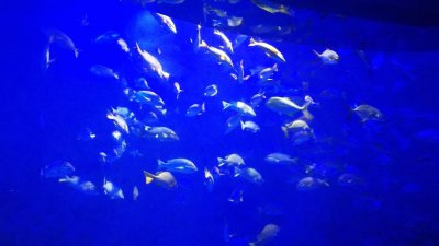 派大星是什么动物 派大星属于什么动物