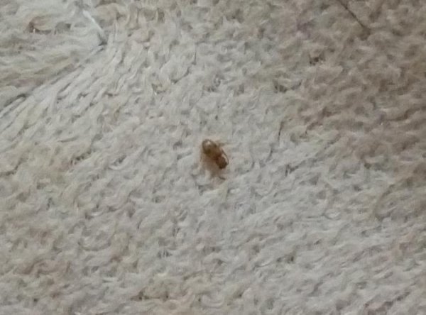 被蟑螂爬过的衣服能穿吗