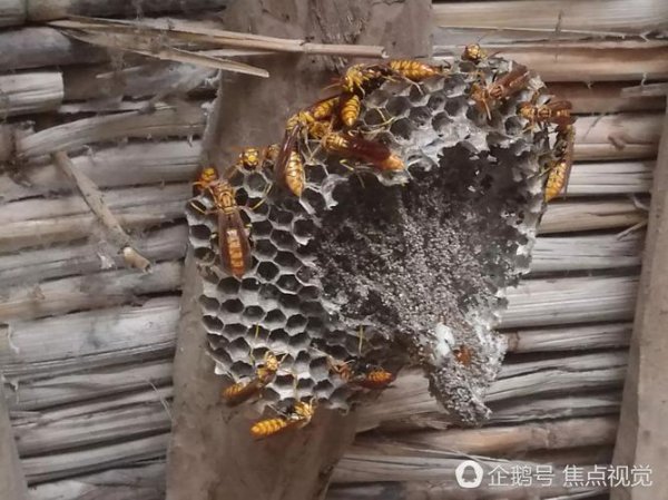 马蜂窝里面白色的东西是什么