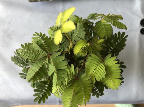 无刺含羞草和含羞草的区别是什么