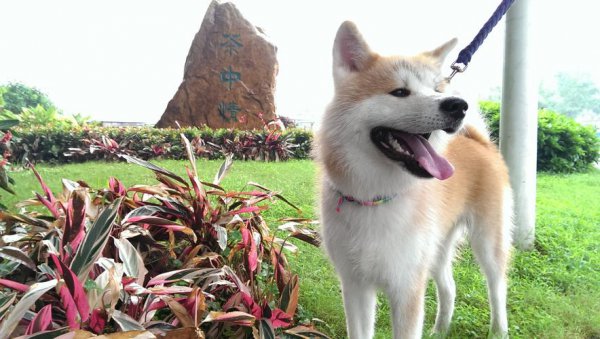 秋田犬为什么禁养