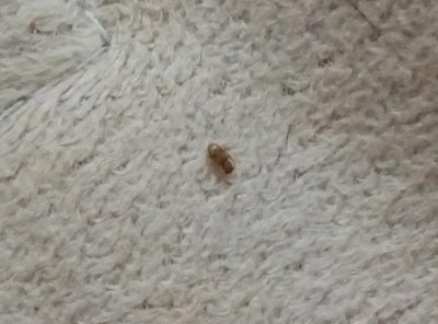 被蟑螂爬过的衣服能穿吗 被蟑螂爬过的衣服能不能穿