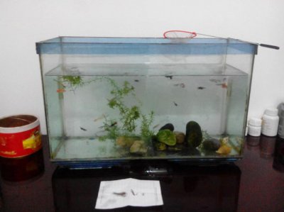 孔雀鱼水温多少度合适 孔雀鱼的养殖温度是多少