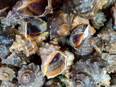 海螺需要煮多久 海螺需要煮几分钟