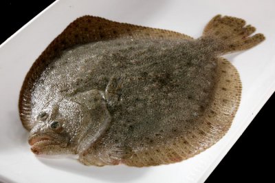 比目鱼是多宝鱼吗 比目鱼是不是多宝鱼