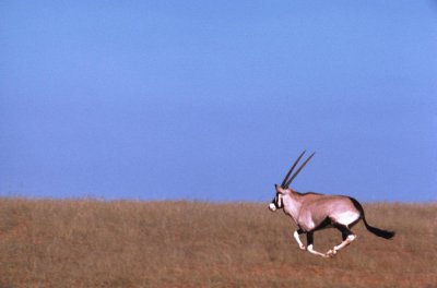 哪种动物没有方向感 什么动物最没有方向感方向