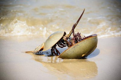 海洋中最多的生物是 海洋中最多的生物是什么