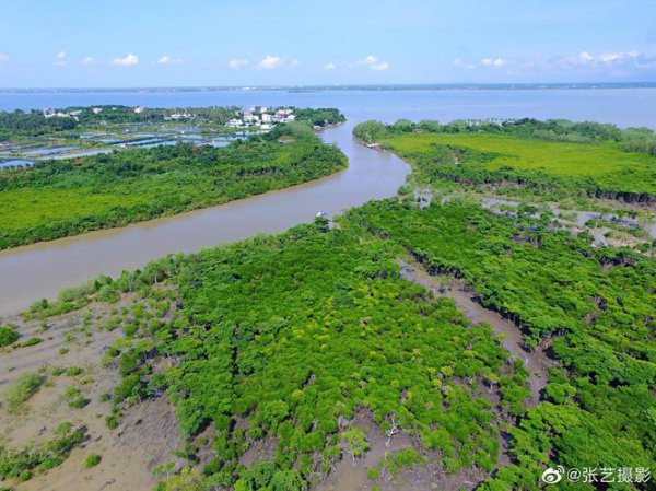 红树植物对高盐的潮间带环境具有特殊的什么