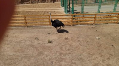 鸵鸟为什么把头埋在沙子里 鸵鸟把头埋到沙子里的原因