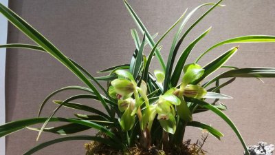 兰花的寓意是啥啊 兰花的代表什么寓意