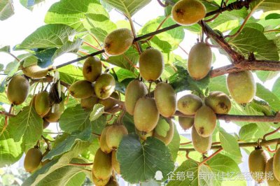 猕猴桃颜色哪个好 猕猴桃哪种颜色芯比较好