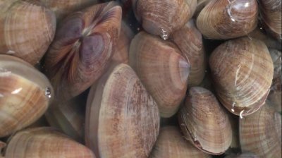 扇贝开口怎么回事 扇贝开口是活的还是闭口是活的