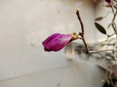 花开花落终有时的意思 花开花落终有时是什么意思