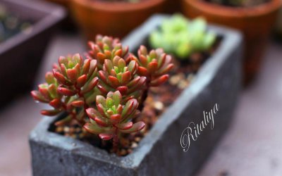 什么是植物肉 植物肉是什么东西
