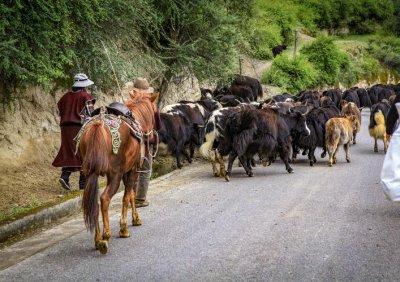 紫毫笔是什么动物毛制成的 紫毫笔是用什么动物的毛制成的