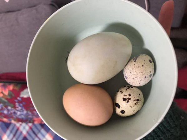 早餐为什么吃鸡蛋而不是鸭蛋