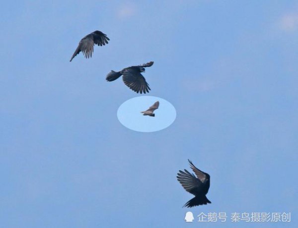 蝙蝠白天为什么不动