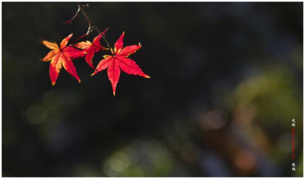 霜叶红于二月花是什么季节