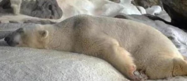熊冬眠时间一般多久