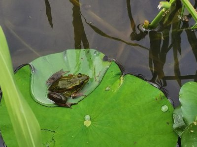 下雨青蛙叫的原因 下雨的时候青蛙为什么会叫