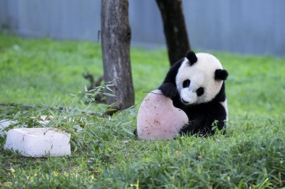 大熊猫是濒危还是易危 大熊猫属于濒危物种吗