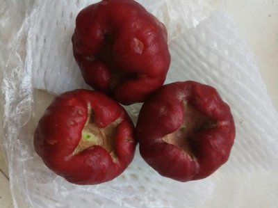 莲雾容易坏吗 莲雾有点坏了可以吃吗