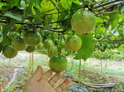 百香果夏天需要放冰箱吗 百香果夏天要不要放冰箱