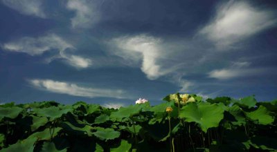 仲夏后面是什么夏 初夏仲夏盛夏怎么分