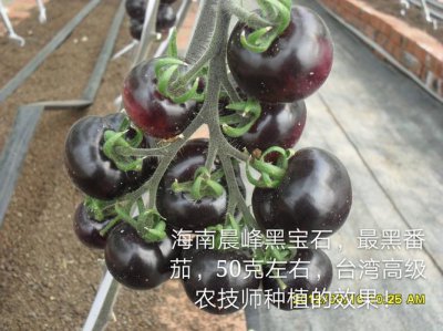 番茄籽发黑能吃吗 番茄表皮有点发黑能吃吗