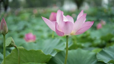 夏至是入伏的开始吗 夏至是不是就入伏了